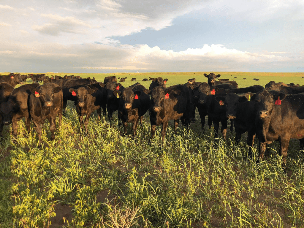 This Colorado Ranch Runs on Humanity and Conservation