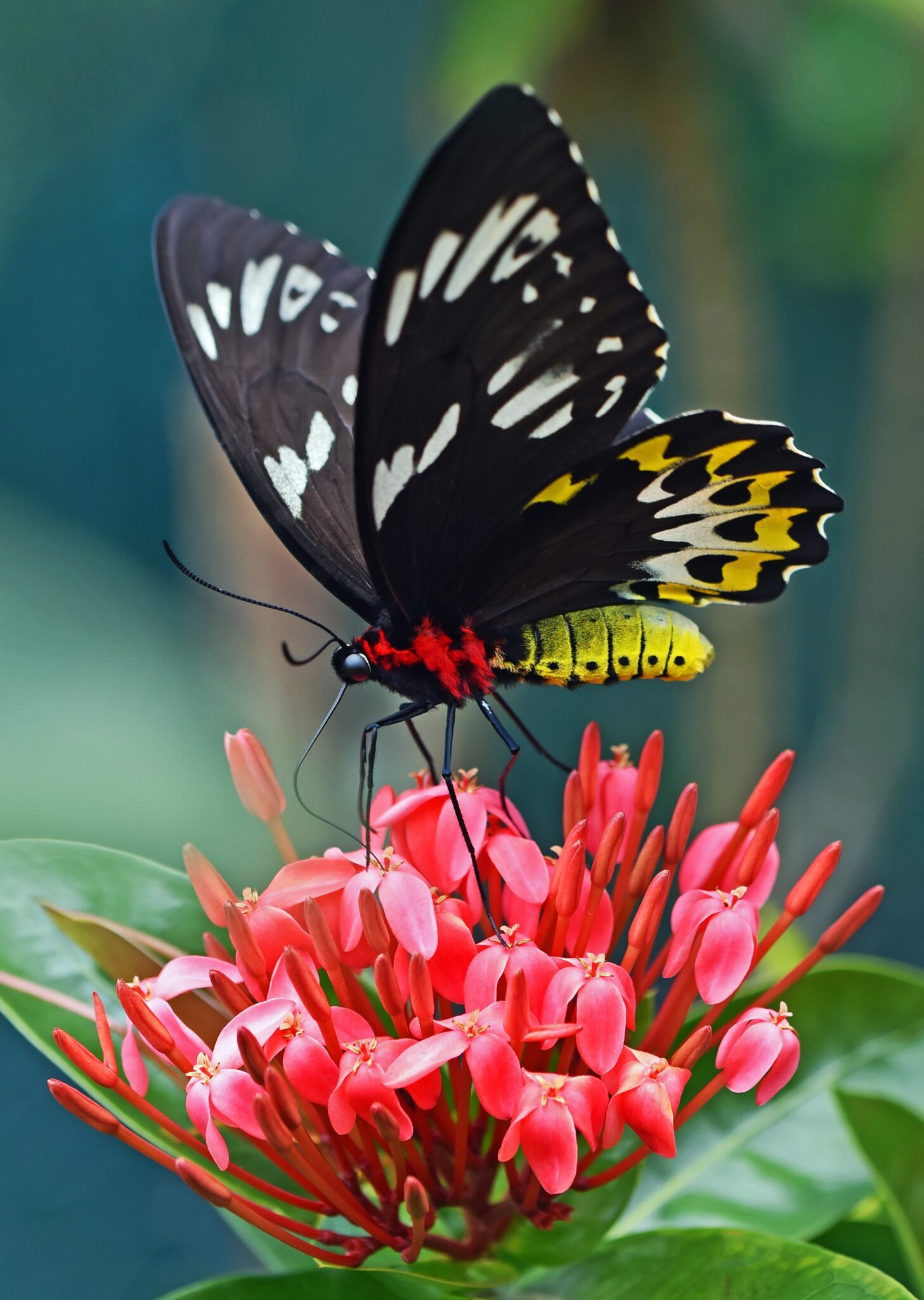 Plant These Flowers to Bring Butterflies to Your Garden