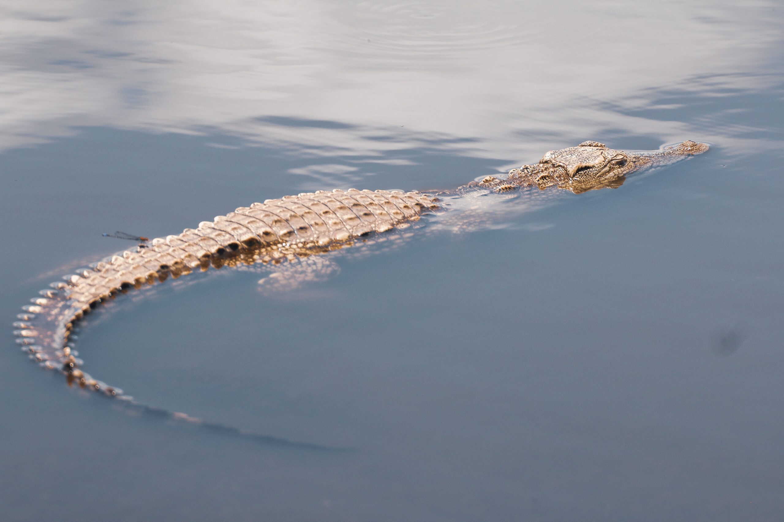 Pigs to the Rescue: An Invasive Species Helped Save Australia's Crocodiles  - The New York Times