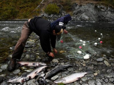 California, Hoopa Valley Tribe Try To Save Salmon And A Way Of Life