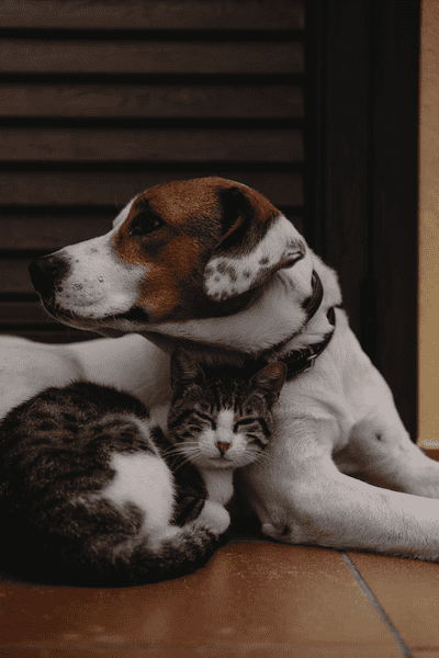 Dog-and-cat